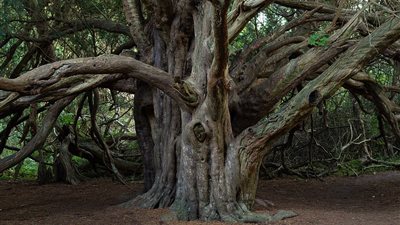 شجرة العام في بريطانيا عمرها ألف سنة (صور)