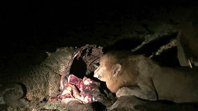 بالفيديو والصور.. قتال عنيف بين أسدين وتمساح حاول سرقة طعامهما