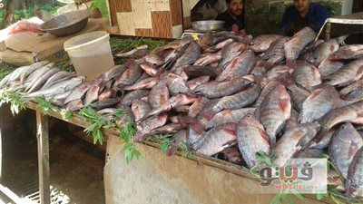 بالصور.. ارتفاع أسعار الأسماك في سوق الطوابق بفيصل
