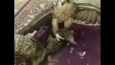 فيديو صادم لصقر يلتهم قطة حية