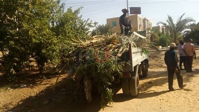 الوادي الجديد تشن حملات لإزالة مخلفات النخيل من المزارع والشوارع