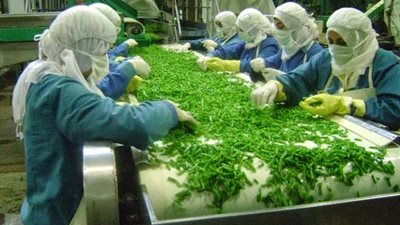 القوى العاملة تعلن عن 96 فرصة عمل بمصنع تجفيف الخضراوات ببني سويف