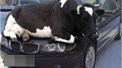 بالصورة.. بقرة تجلس على سيارة «BMW»