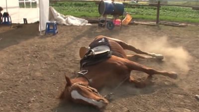 حيلة حصان كسول يرفض ركوب أحد أعلاه (فيديو وصور)