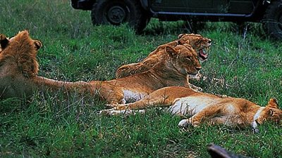 تعرف على ماذا حدث لمدعى النبوة حاول إطعام الأسود بيديه