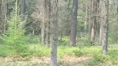 بالفيديو.. لقطات لمخلوق غامض يراقب مجموعة شباب داخل غابة