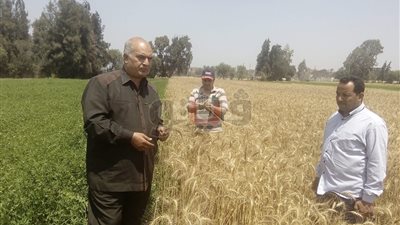 توريد 33 ألفا و739 طن قمح للصوامع بالدقهلية (صور)