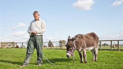 أكبر حمار في العالم يحتفل بعيد ميلاده الـ60 (صور وفيديو)
