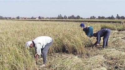 «البحوث» يطالب بزراعة نصف مليون فدان أرز في الدلتا لحمايتها من التملح