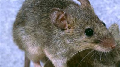 اضطراب نشاط النيورونات العصبية يؤدى للإصابة بمرض الفصام