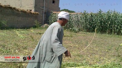 حالة من الغضب بين المزارعين في سوهاج بسبب نقص الأسمدة