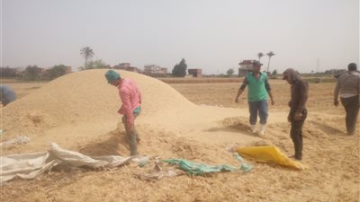 توريد 77 ألفا و564 طن قمح لصوامع وشون الشرقية