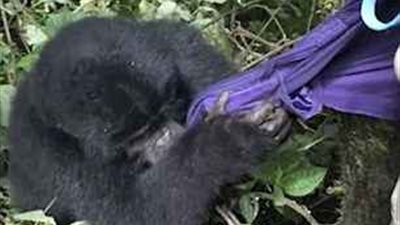 غوريلا مهددة بالانقراض تحاول سرقة معطف امرأة (صور)