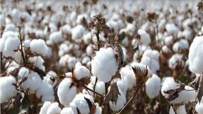 قطاع الأعمال: شراء 117 ألف قنطار قطن من مزارعي الفيوم وبني سويف