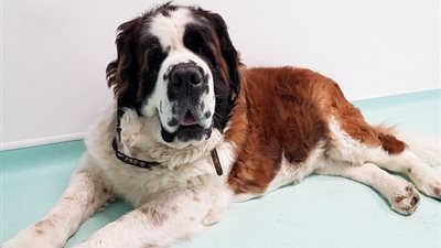 الأطباء يعثرون على شيء غريب في بطن كلب (صور)