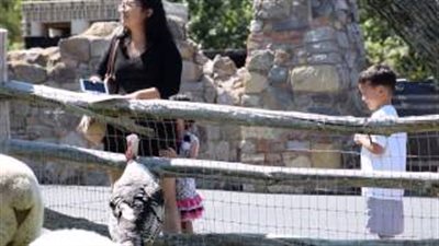 بالفيديو.. «ديك رومي» يطارد طفلة داخل حديقة حيوان