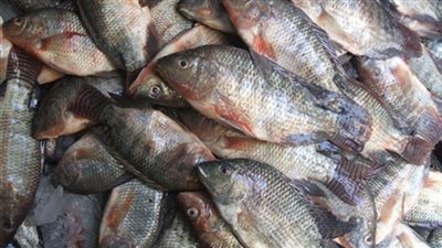 البلطي الأسواني يسجل 23 جنيها في سوق الجملة