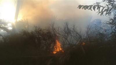 سيجارة تحرق محصولا للقمح بالمنوفية