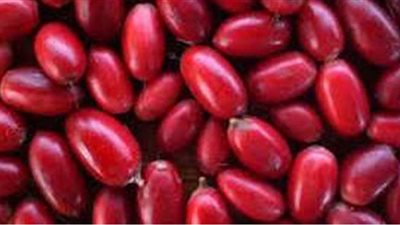 تفسير حلم البلح في المنام وعلاقته بالبشرى والسعادة والهدوء النفسي