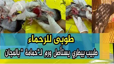 طوبى للرحماء.. طبيب بيطري يستأصل ورمًا لحمامة بالمجان | فيديو