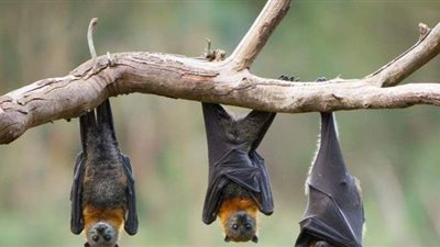 بعد تحذيرات الصحة العالمية.. كل ما تريد معرفته عن فيروس نيباه القاتل