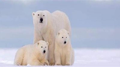 لتأمين طعاما لصغيريها.. صراع بين أنثى الدب القطبي ومجموعة من الكلاب| فيديو