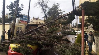 الاستعلام عن حالات المصابين في سقوط شجرة ضخمة بمنطقة المهندسين