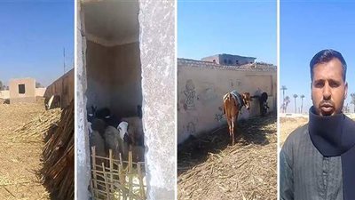 على طريقة «التجربة الدنماركية».. مركز شباب نجع العرب بسوهاج يتحول إلى حظيرة مواشي | فيديو وصور