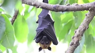 ماذا يعرف العالم عن الفيروس المرعب نيباه؟