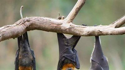 أستاذ بجامعة ووهان يكشف حقيقة انتشار فيروس نيباه في الصين