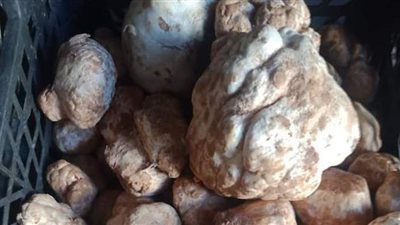 الترفاس نبات فطري يُستخرج من أرض مطروح.. يقوي المناعة ضد كورونا.. ويعالج اضطرابات العين».. والكيلو بـ800 جنيه |صور