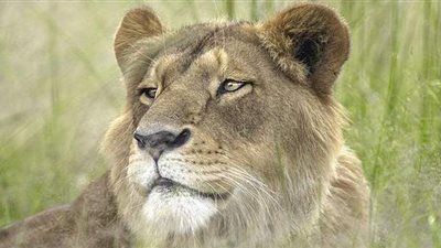 جمعية خيرية تنقذ أسدا من حياة قاسية فى السيرك ببريطانيا