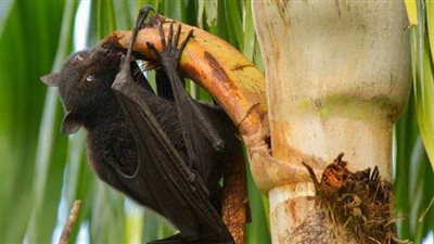 أوبئة تنقلها الخفافيش.. كورونا ونيباه أبرزهم.. التجمعات والرطوبة سبب إصابتها بالفيروسات.. والصين وإندونيسيا أكثر المغذيين عليها