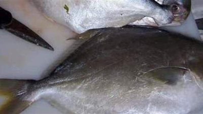 الزبيدي.. سمكة أغلى من الذهب | فيديو