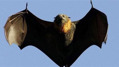 خفاش يثير أزمة دبلوماسية بين الصين وكندا