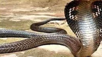 تفسير حلم لدغة الثعبان في المنام وعلاقته بالتخلص من المشكلات