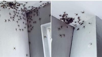 طاعون العناكب.. بعبع جديد يجتاح أستراليا | فيديو