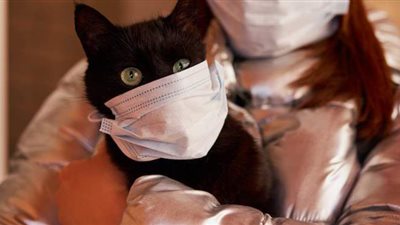 إصابة أول قط بفيروس كورونا في لاتفيا