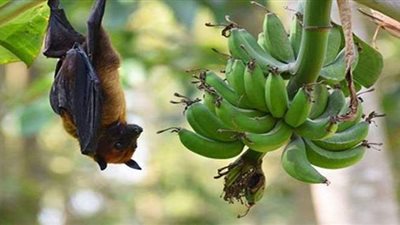 فيروس نيباه وإمكانية تحوله لجائحة.. الصحة توضح آخر تطورات المرض