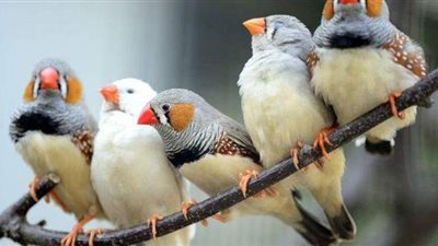 دراسة: التلوث الضوضائي يحدّ من ذكاء العصافير