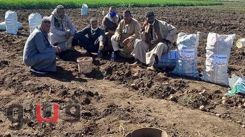 موسم حصاد بطاطس التصنيع