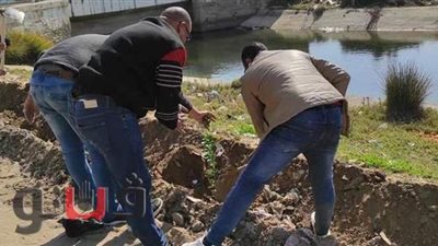 زراعة أشجار مُثمرة على ضفاف الترع المبطنة في الإسماعيلية |صور