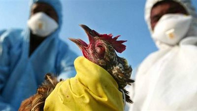 ظهور إصابات جديدة بإنفلونزا الطيور بمحافظة صلاح الدين العراقية