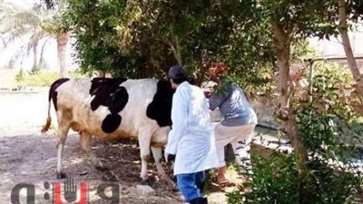 انطلاق حملة تحصين الماشية ضد الحمى القلاعية بالشرقية
