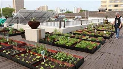 اعرفي فوائد زراعة المحاصيل على أسطح المباني