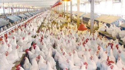 اتحاد منتجي الدواجن: تفعيل بروتوكول مع وزارة التموين لتسليمها إنتاج صغار المربين من عنابرهم
