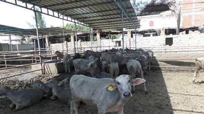 14 نصيحة لمربي الثروة الحيوانية والداجنة لمجابهة الظروف الجوية الطارئة