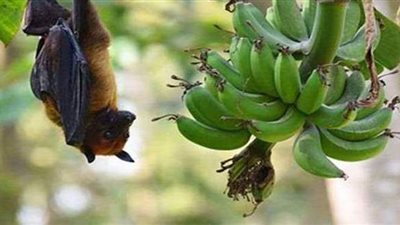 الصحة العالمية تكشف حقيقة ظهور فيروس جديد أشد خطورة من كورونا | فيديو