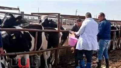 فحص 2659 رأس ماشية ضد البروسيلا والسل البقري بالشرقية