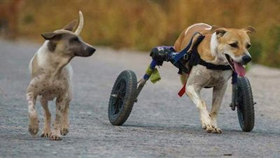 تضرر الكلاب المعاقة في تايلاند بسبب جائحة كورونا